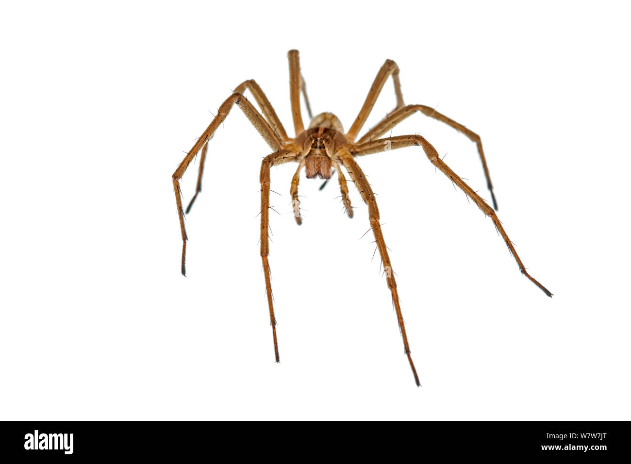 Nursery web spider (Pisauridae) Crete, Greece. Meetyourneighbours.net project. Stock Photo