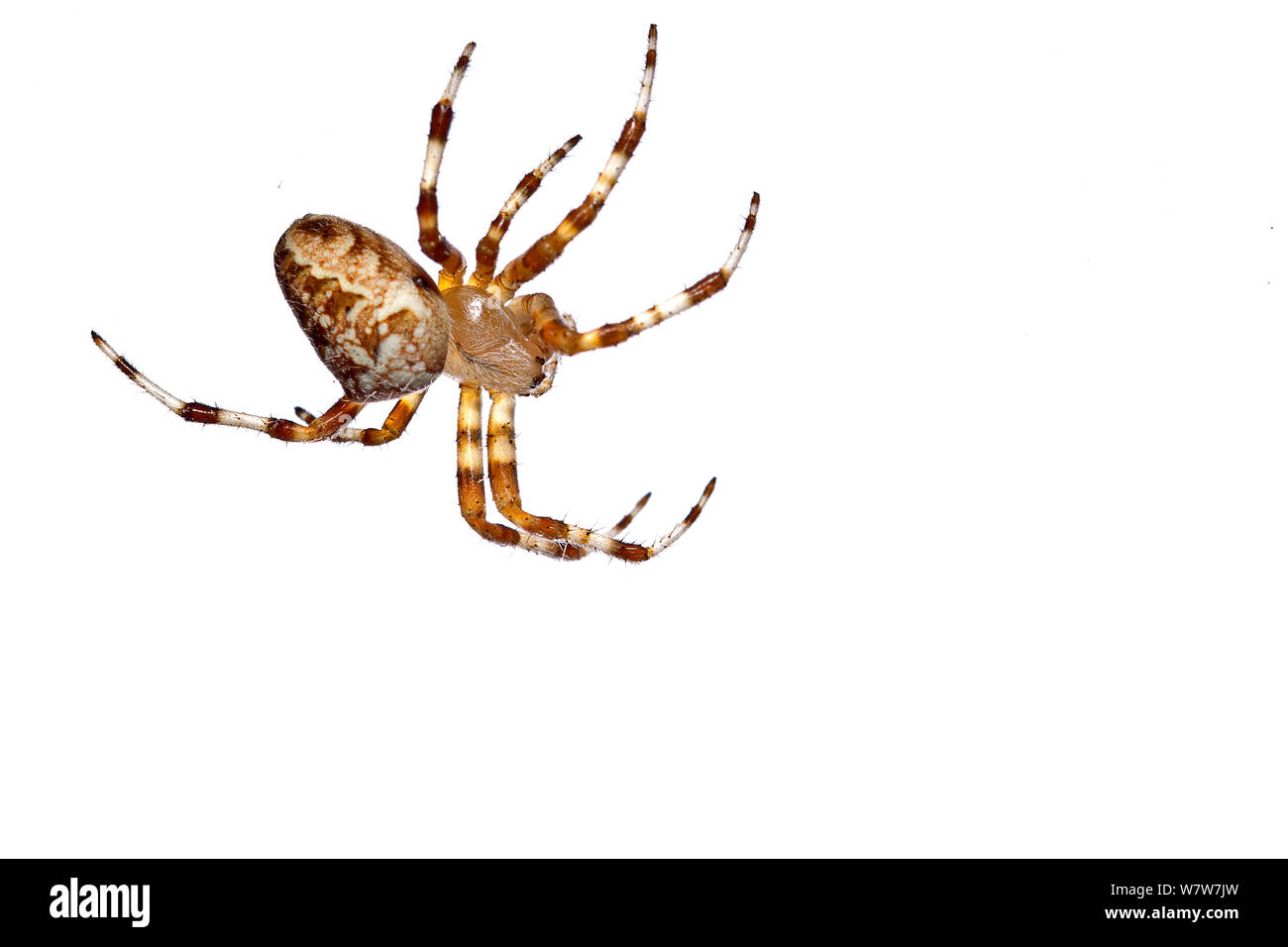 Spider (Argiope sp) Crete, Greece, October. Crete, Greece. Meetyourneighbours.net project. Stock Photo
