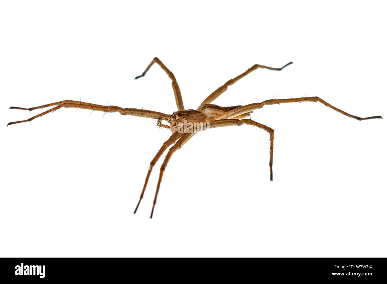 Nursery web spider (Pisauridae) Crete, Greece. Meetyourneighbours.net project. Stock Photo