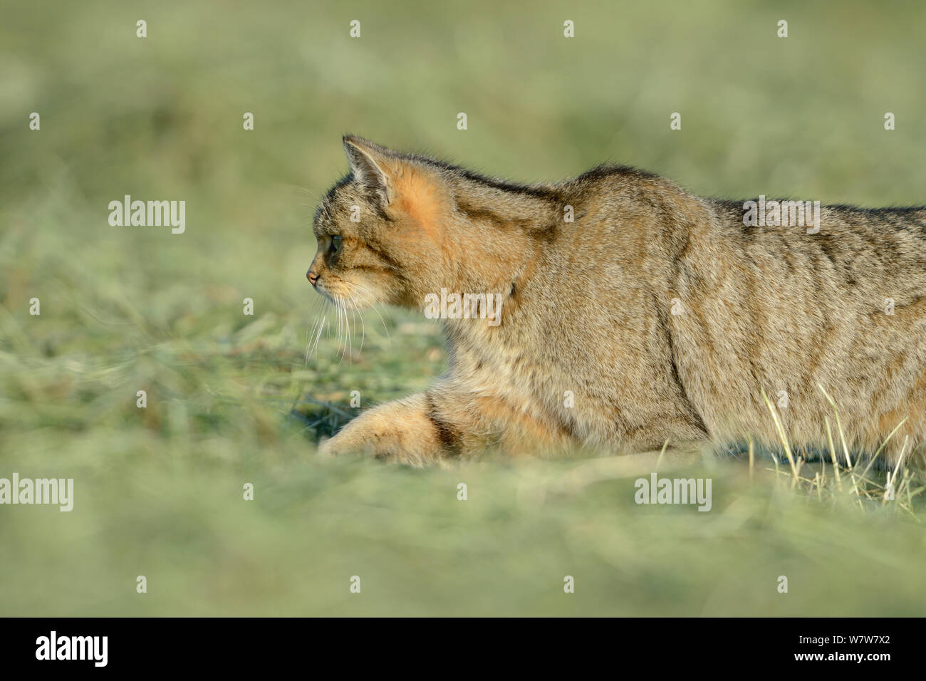 Wild cat (Felis silvestris) stalking, Vosges, France, June Stock Photo ...