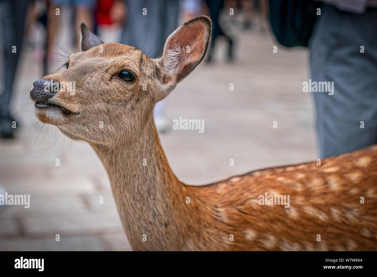 Historical site in Nara Japan Stock Photo Alamy