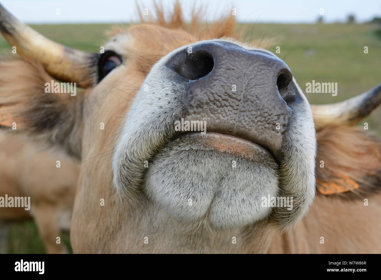 Aubrac cow portrait, Aubrac, France, July. Stock Photo