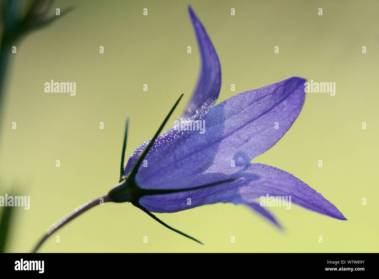 Rampion bell flower (Campanula rapunculus)  Vosges, France, July. Stock Photo