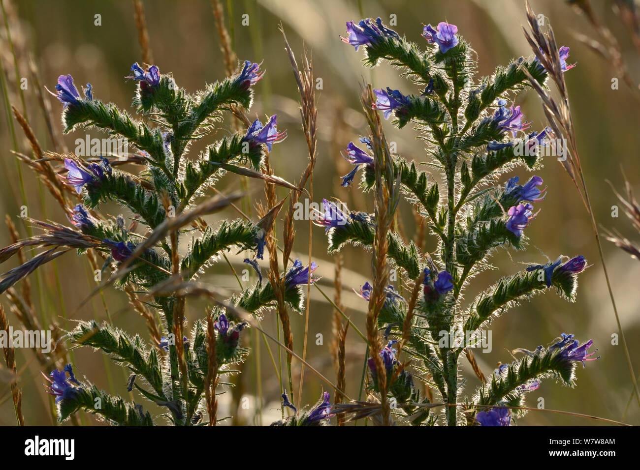 Vipers bugloss (Echium vulgare) Causse Mejean, Lozere, France, July. Stock Photo