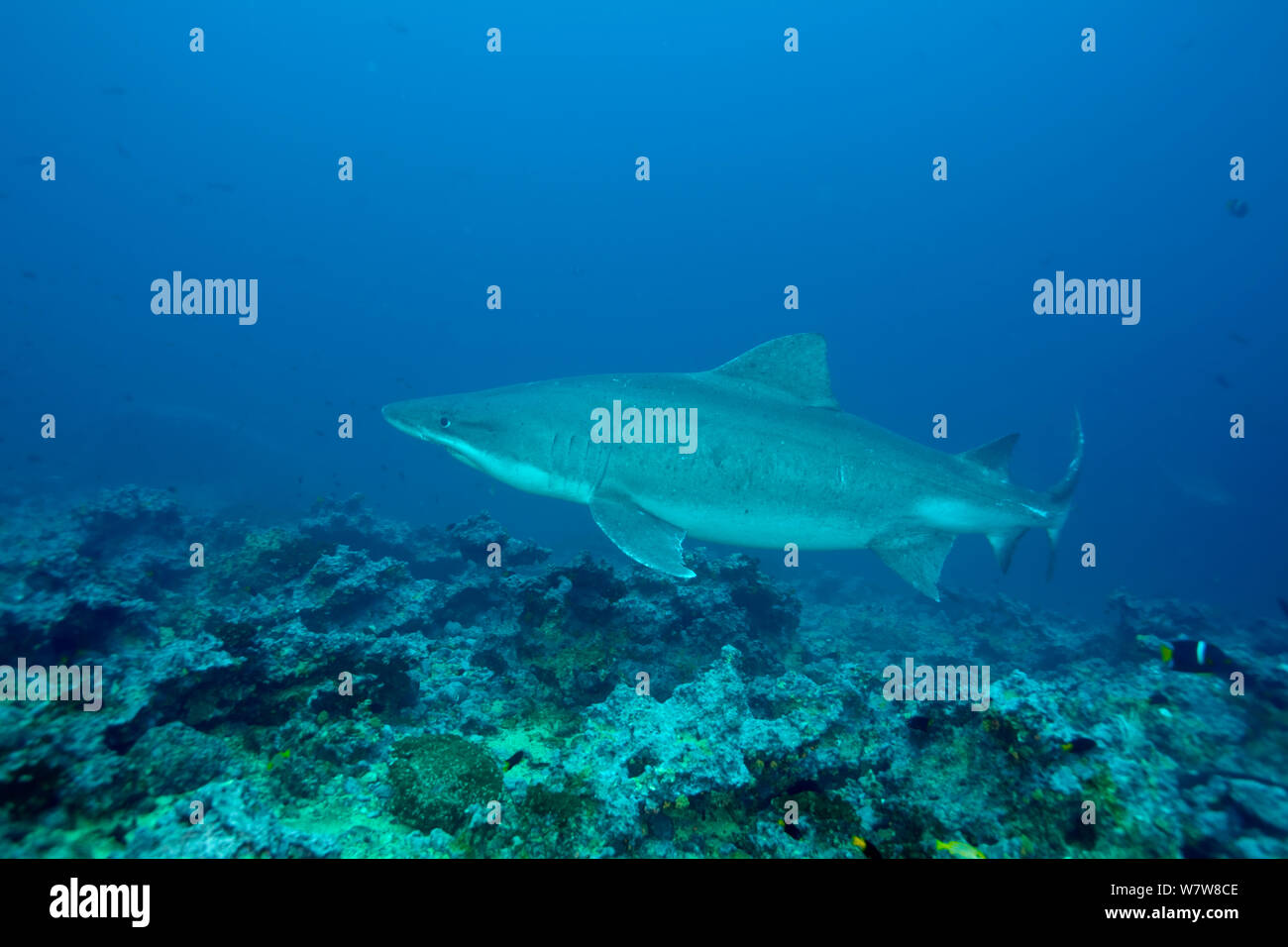 Smalltooth sand tiger (Odontaspis ferox) Malpelo Island National Park, UNESCO Natural World Heritage Site, Colombia, East Pacific Ocean. Stock Photo