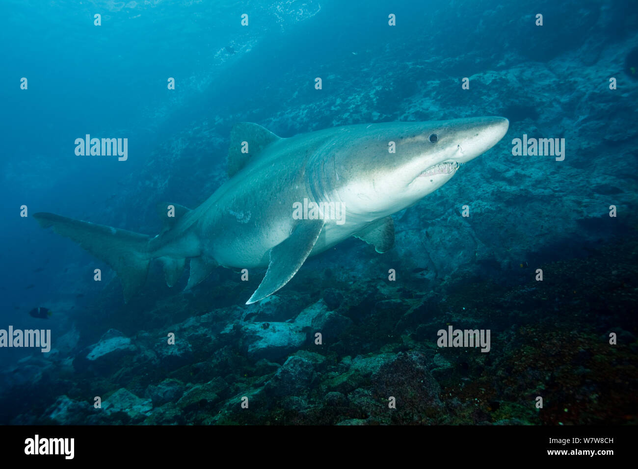 Smalltooth sand tiger (Odontaspis ferox) Malpelo Island National Park, UNESCO Natural World Heritage Site, Colombia, East Pacific Ocean. Stock Photo