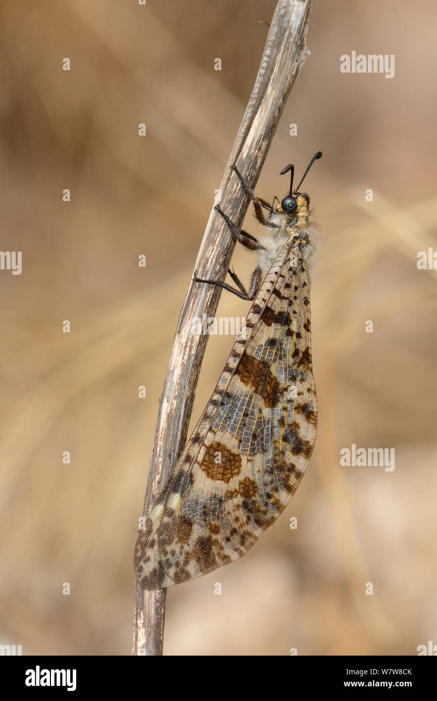 Antlion (Palpares libelluloides) clinging to dead plant stem, Zakros gorge, Crete, Greece, May. Stock Photo