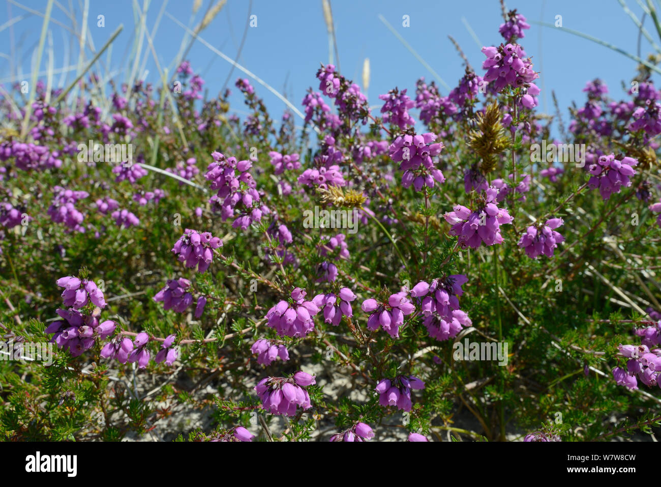 Bell heather (Erica tetralix) flowering on sand dune ridge, Studland heath, Dorset, UK, July. Stock Photo