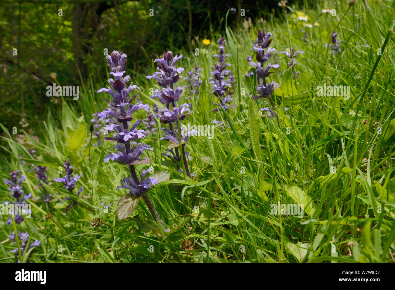 Bugle (Ajuga reptans) flowering on a damp hillside meadow near a woodland edge, Wiltshire, UK, June. Stock Photo