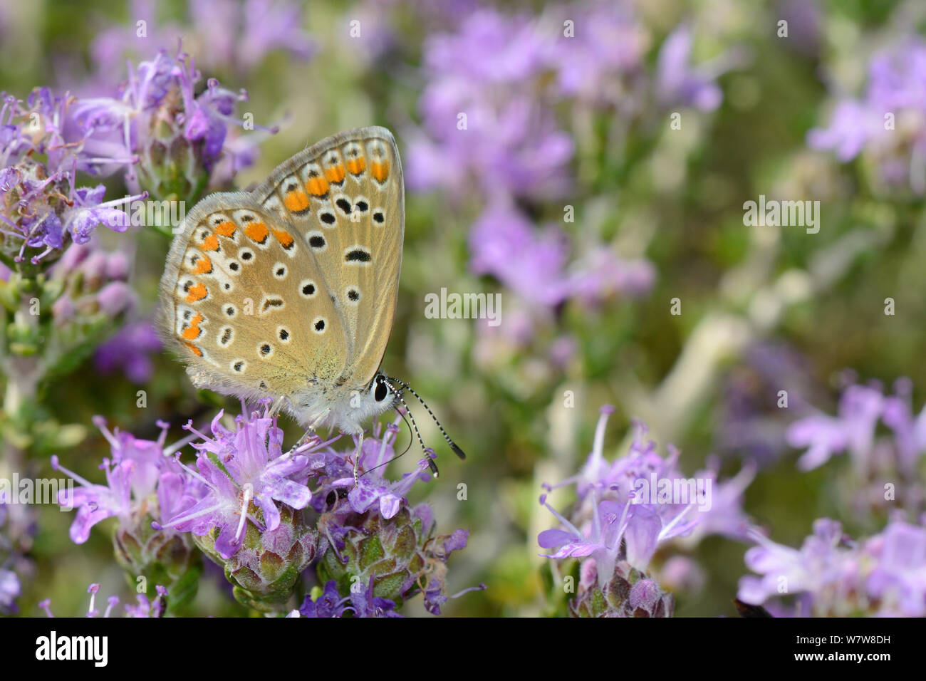 Female Common blue butterfly (Polyommatus icarus) nectaring on Headed thyme / Wild thyme flowers (Thymus capitatus), Vai, Crete, Greece, May. Stock Photo