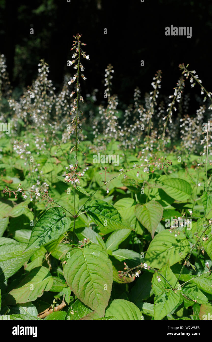 Enchanter's nightshade (Circaea lutetiana) dense stand flowering in a  woodland clearing, Gloucestershire, UK, July. Stock Photo