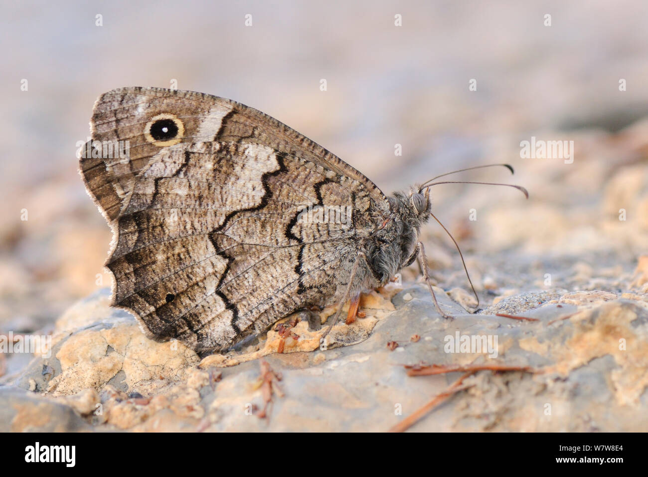 Freyer's Grayling (Hipparchia fatua) drinking dew from a concrete path in the morning, Kilada, Peloponnese, Greece, August. Stock Photo