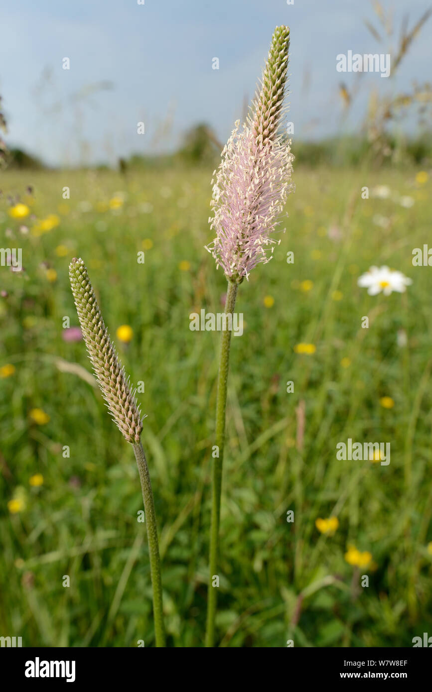 Hoary plantains (Plantago media) flowering in a traditional hay meadow, Wiltshire, UK, June. Stock Photo