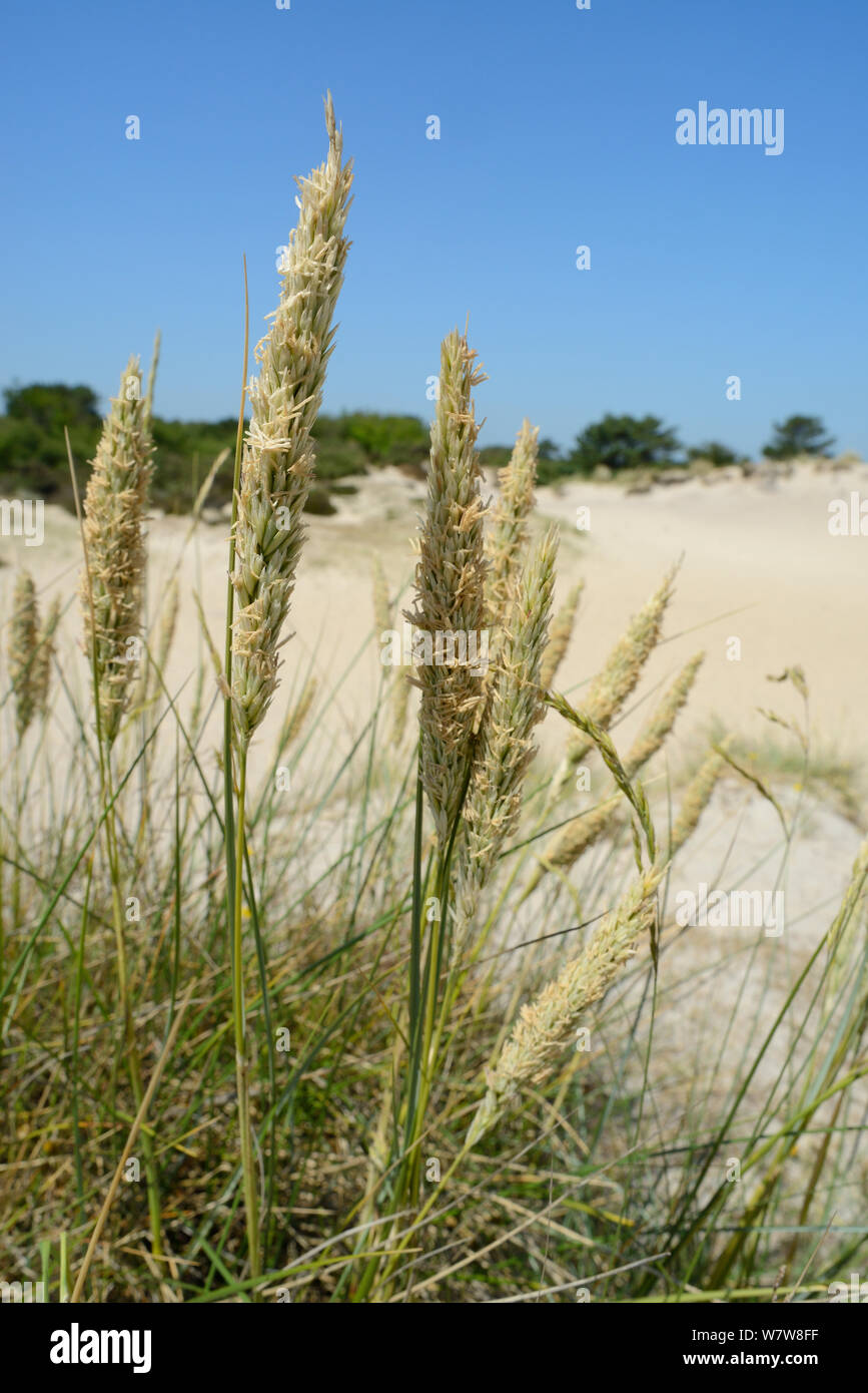 Marram grass (Ammophila arenaria) flowering on coastal dunes, stabilising the ridge around a large blowout, Studland, Dorset, UK, July. Stock Photo