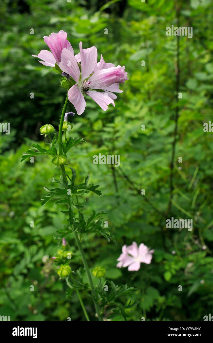 Musk mallow (Malva moschata) flowering in a woodland clearing, Gloucestershire, UK, July. Stock Photo