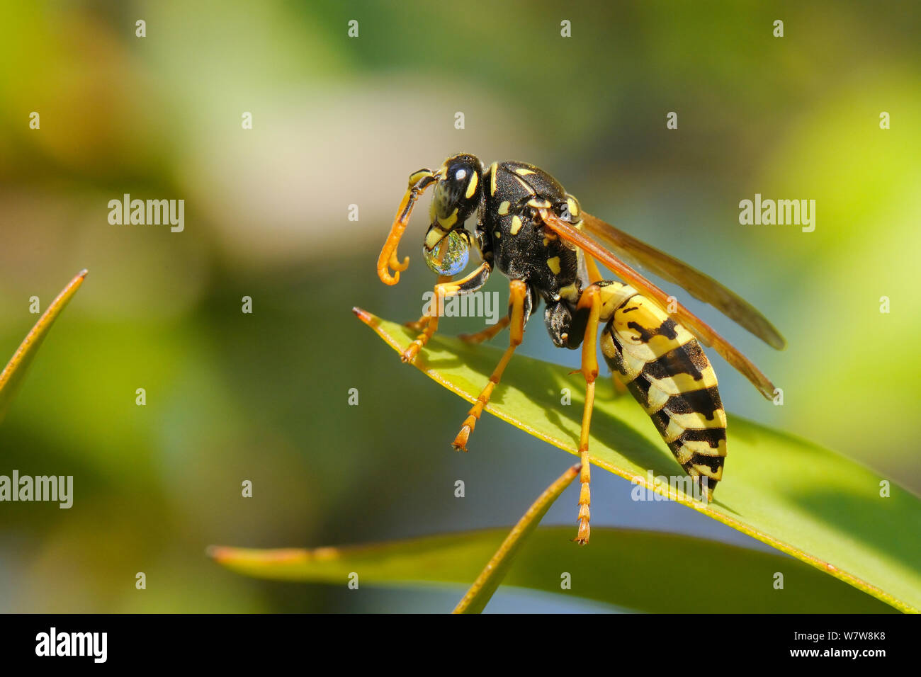 Paper wasp (Polistes dominulus) bubbling regurgitated nectar in morning sunshine to speed digestion, Greece, August. Stock Photo