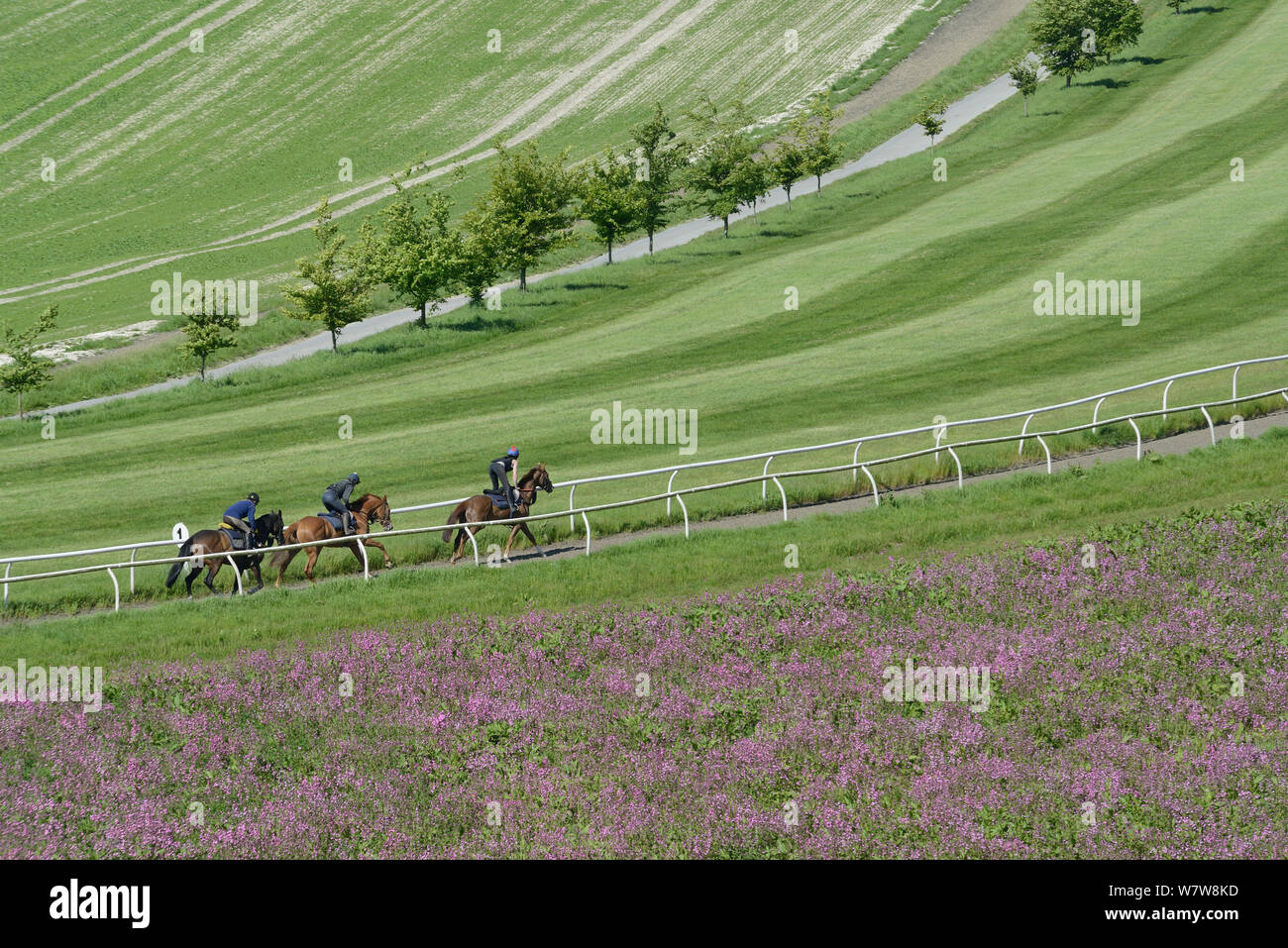 Racehorses in training, racing up hillside gallops with pollen and nectar flower patch of Red campion (Silene dioica) in the foreground, Marlborough Downs, Wiltshire, UK, June. Stock Photo