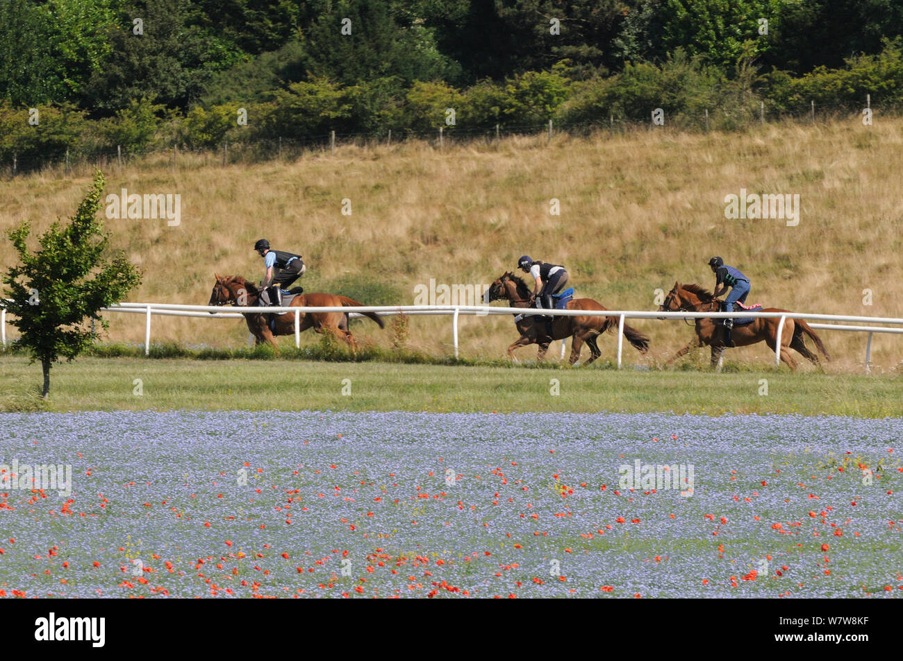 Three racehorses in training, racing along gallops past fields of flowering Linseed (Linum usitatissimum), Marlborough Downs, Wiltshire, UK, July. Stock Photo