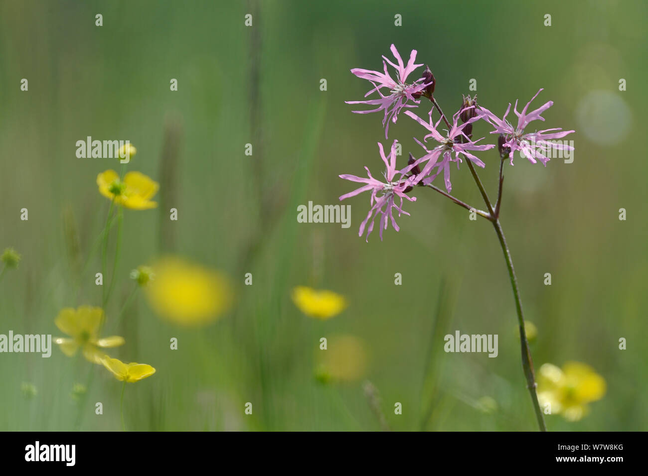 Ragged robin (Silene flos-cuculi) flowering alongside Common buttercups (Ranunculus acris) in a traditional hay meadow, Wiltshire, UK, June. Stock Photo