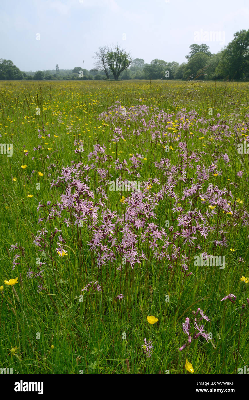 Dense stand of Ragged robin (Silene flos-cuculi) flowering alongside Common buttercups (Ranunculus acris) in a traditional hay meadow, Wiltshire, UK, June. Stock Photo