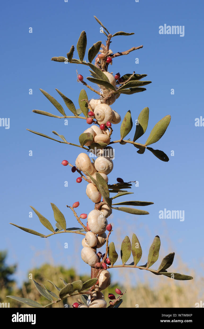 White garden snails (Theba pisana) aestivating on a plant stem, Peloponnese, Greece, August. Stock Photo