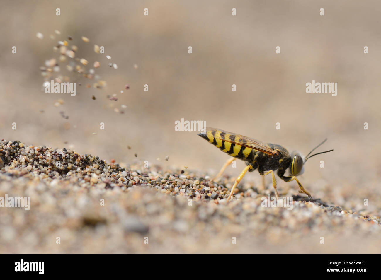 Female Sand wasp / Digger wasp (Bembix oculata) excavating a nest hole in beach sand, flinging sand behind it as it works, Crete, Greece, May. Stock Photo