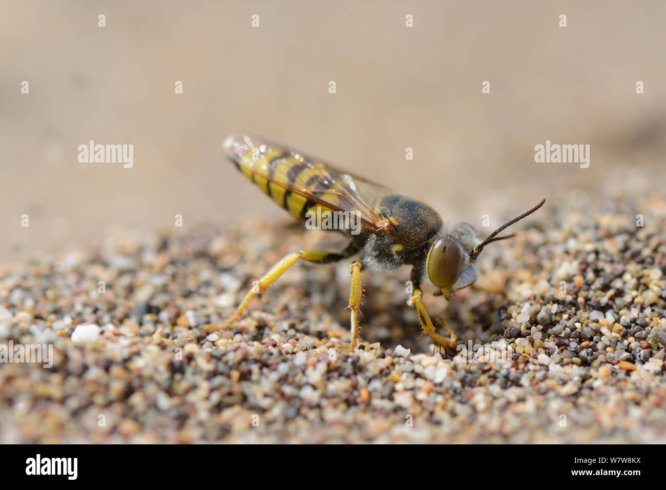Female Sand wasp / Digger wasp (Bembix oculata) excavating a nest hole in beach sand, Crete, Greece, May. Stock Photo