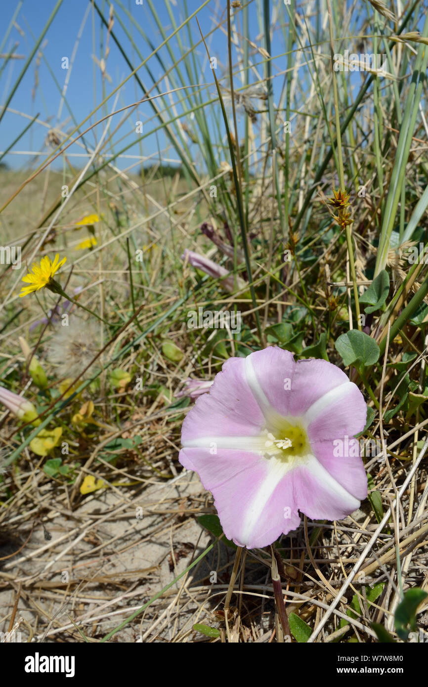 Sea bindweed  / Beach Morning Glory (Calystegia soldanella) flowering on coastal sand dunes among Marram grass (Ammophila arenaria) and Lesser hawkbit (Leontodon saxatilis), Studland, Dorset, UK, July. Stock Photo