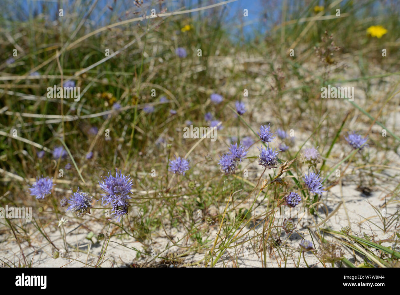 Sheep's bit / Sheep's bit scabious (Jasione montana) flowering on a coastal sand dune among Marram grass (Ammophila arenaria), Studland, Dorset, UK, July. Stock Photo