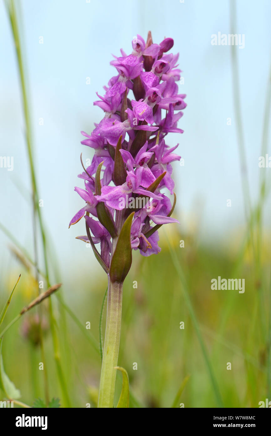 Southern marsh orchid (Dactylorhiza praeternissa) flowering in a traditional hay meadow, Wiltshire, UK, June. Stock Photo