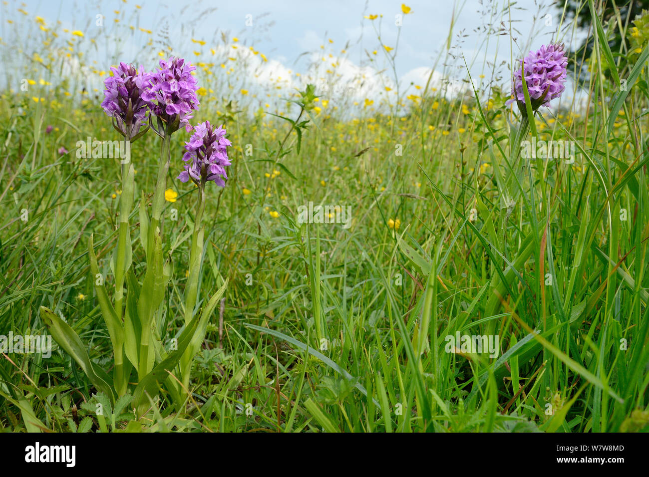 Southern marsh orchids (Dactylorhiza praeternissa) flowering in a traditional hay meadow, Wiltshire, UK, June. Stock Photo