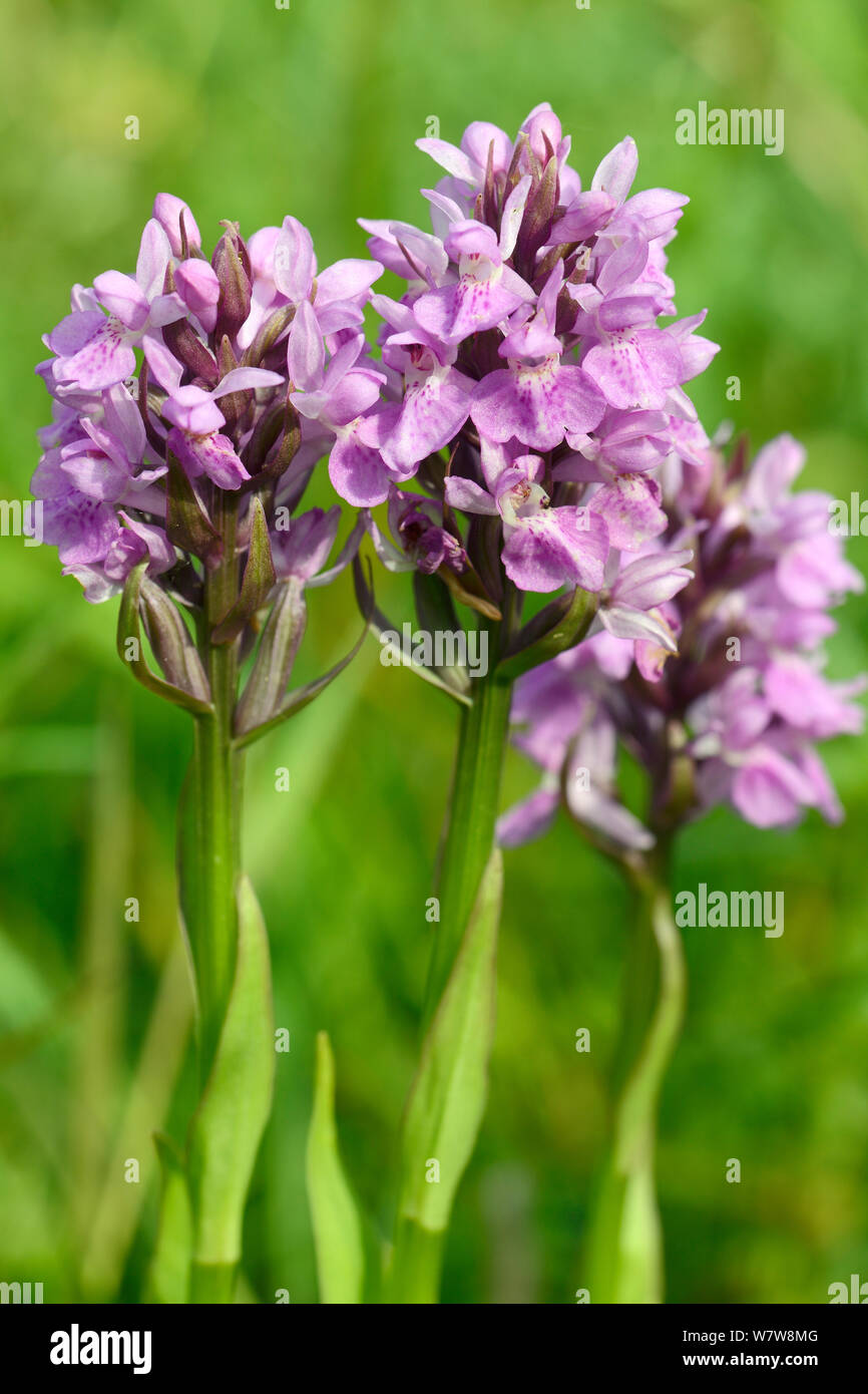 Southern marsh orchid (Dactylorhiza praeternissa) group flowering in a traditional hay meadow, Wiltshire, UK, June. Stock Photo