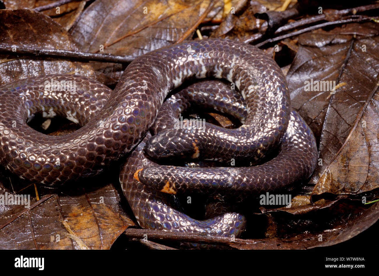 https://c8.alamy.com/comp/W7W8NA/red-tailed-pipe-snake-cylindrophis-ruffus-in-defensive-posture-south-east-asia-W7W8NA.jpg