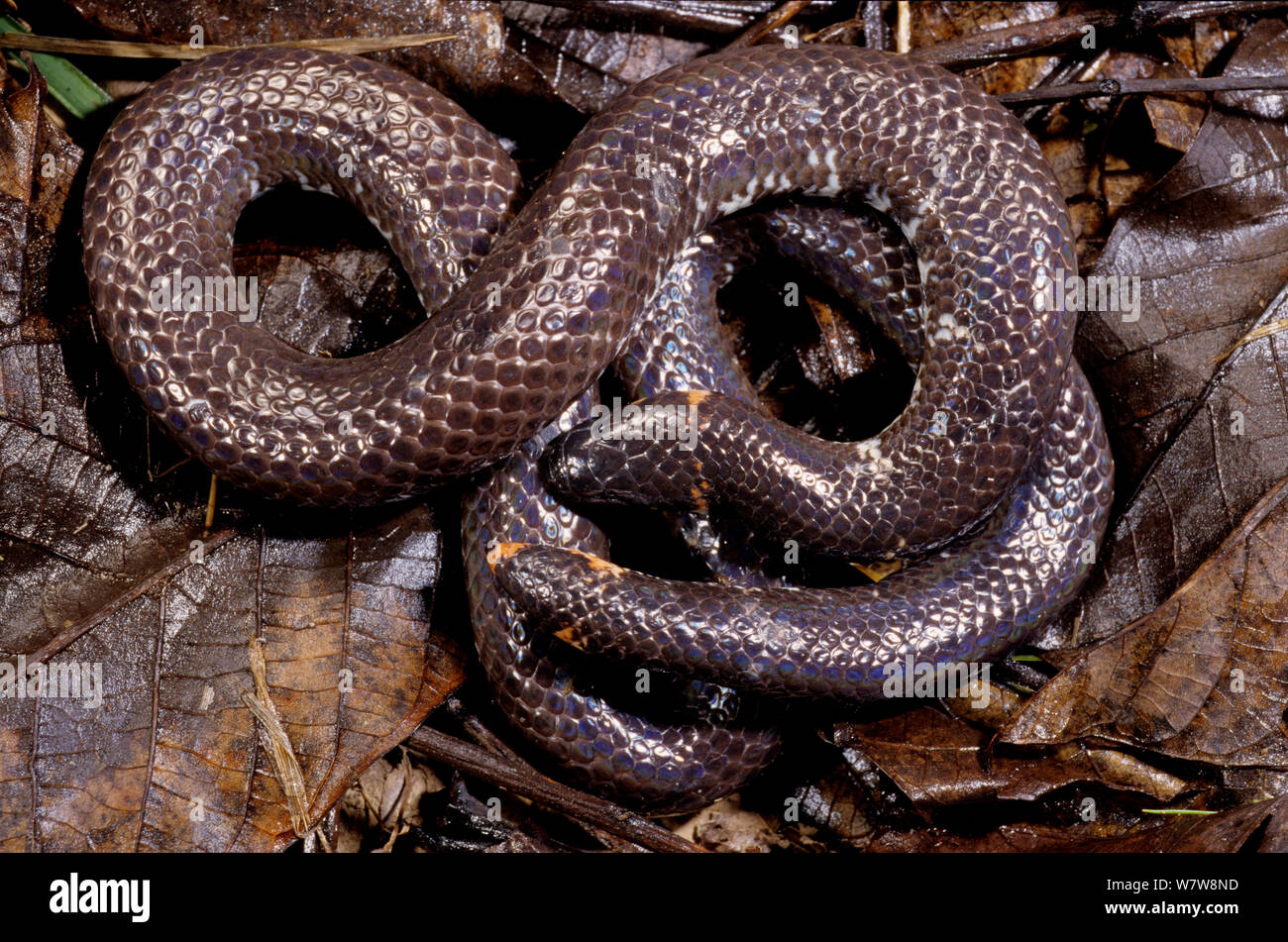 https://c8.alamy.com/comp/W7W8ND/red-tailed-pipe-snake-cylindrophis-ruffus-in-defensive-posture-south-east-asia-W7W8ND.jpg