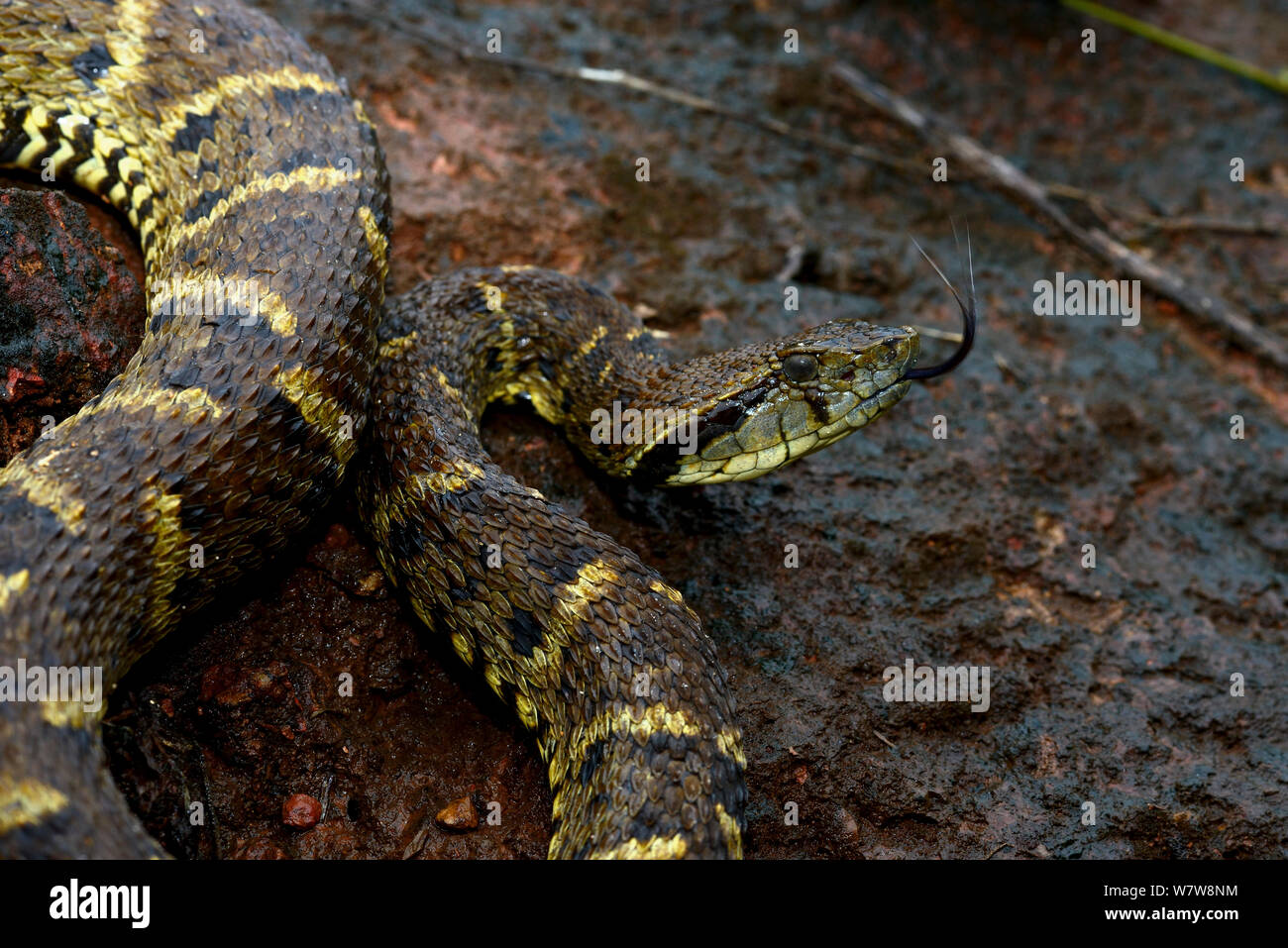 Bothrops lanceolatus hires stock photography and images Alamy