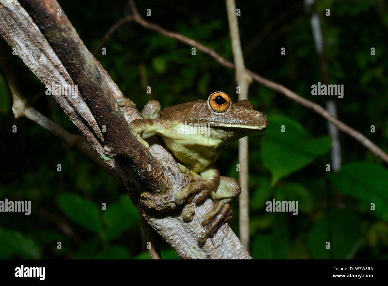 Rusty tree frog (Hypsiboas boans) on branch, French Guiana. Stock Photo