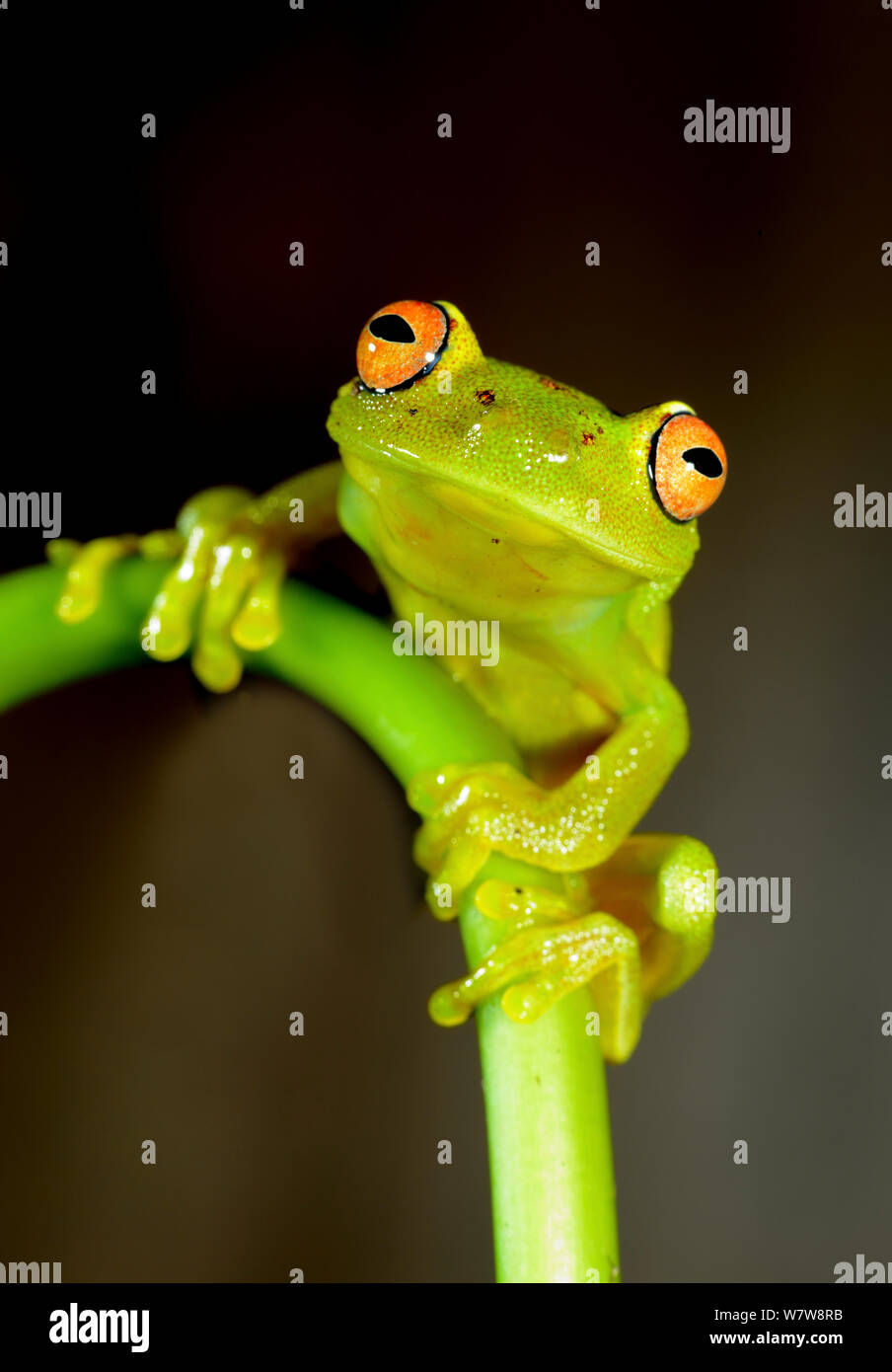 Glass frog (Hyalinobatrachium cappelli) portrait, French Guiana Stock ...