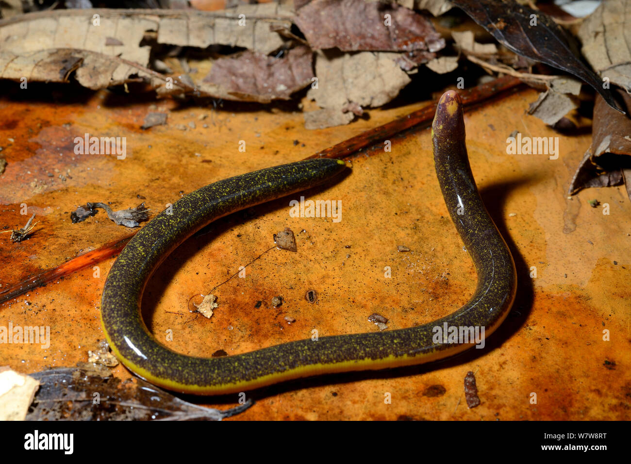 Rhinatrema bivittatum hires stock photography and images Alamy
