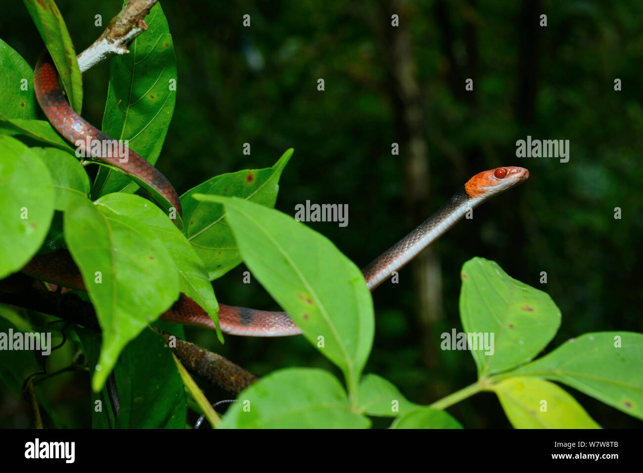 Tropical flat snake (Siphlophis compressus) in tree branch, French ...