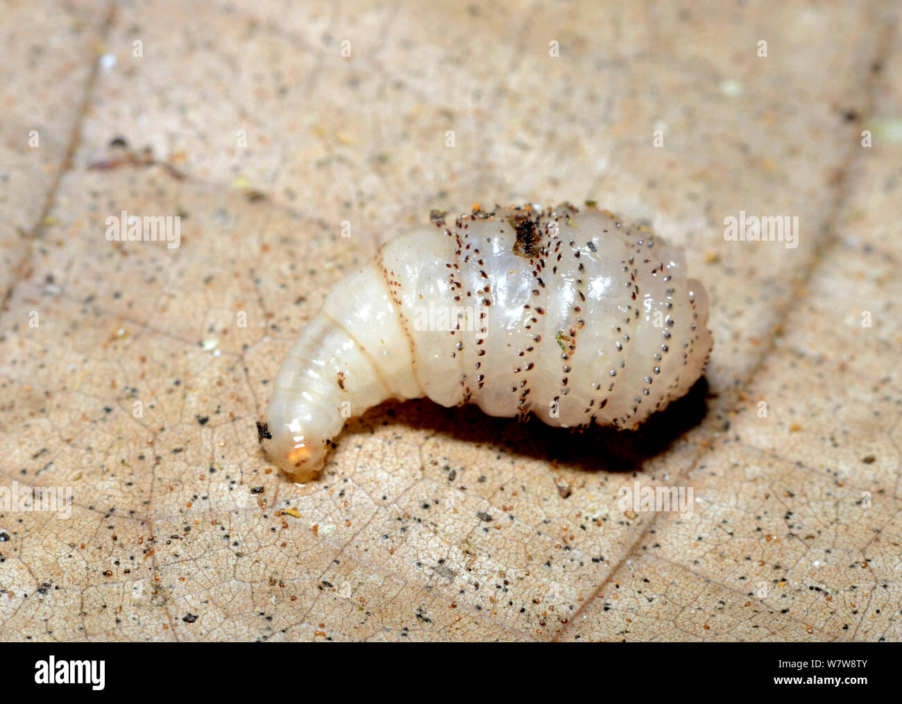 https://c8.alamy.com/comp/W7W8TY/human-botfly-dermatobia-hominis-larvae-on-leaf-french-guiana-W7W8TY.jpg