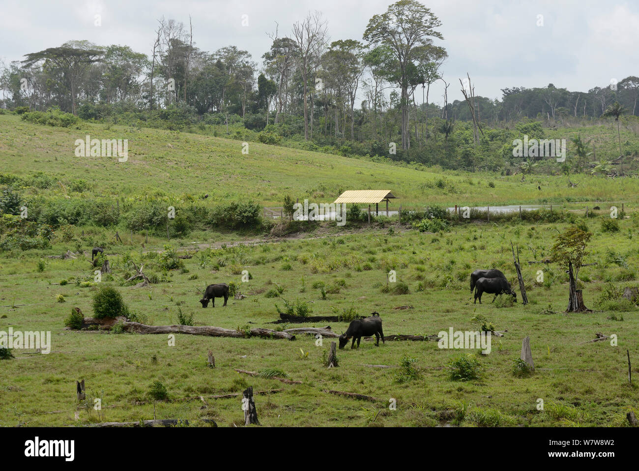 Domestic water buffalo (Bubalus bubalis) introduced species grazing in area deforested of primary rainforest, French Guiana. Stock Photo