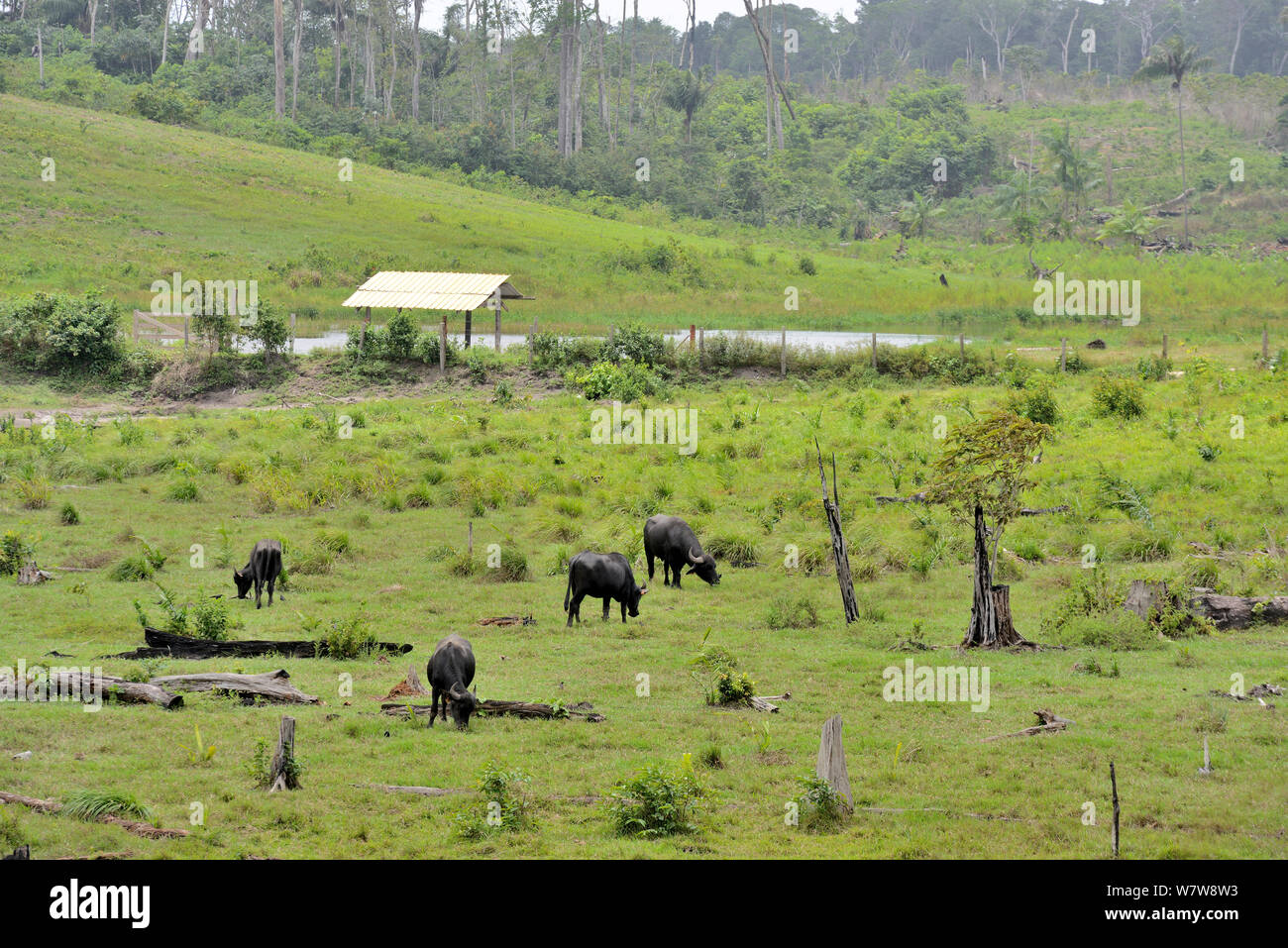 Domestic water buffalo (Bubalus bubalis) introduced species grazing in area deforested of primary rainforest, French Guiana. Stock Photo