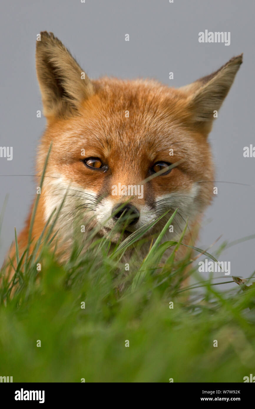 Койот серый. West foxes. West fox команда. Человек лиса. Койот злой.