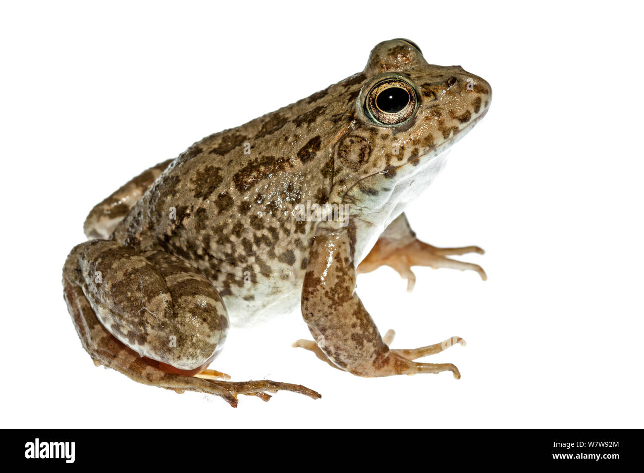 Profile view of Levant water frog (Pelophylax bedriagae) Epta Piges, Rhodes, Greece, April. Meetyourneighbours.net project. Stock Photo