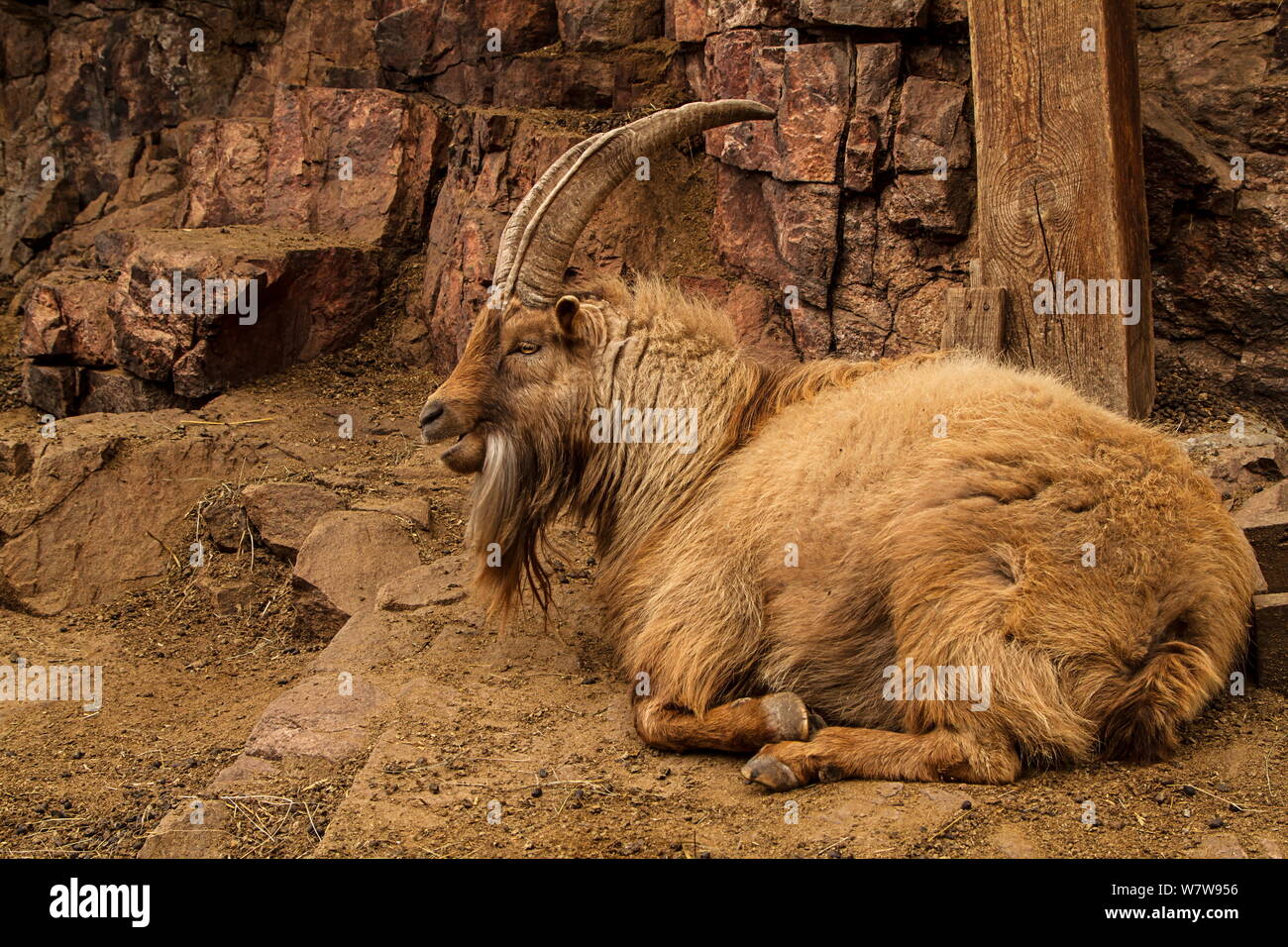 Wild red goat with long fur, beard, horns. Animal camouflage on brown stones background Stock Photo