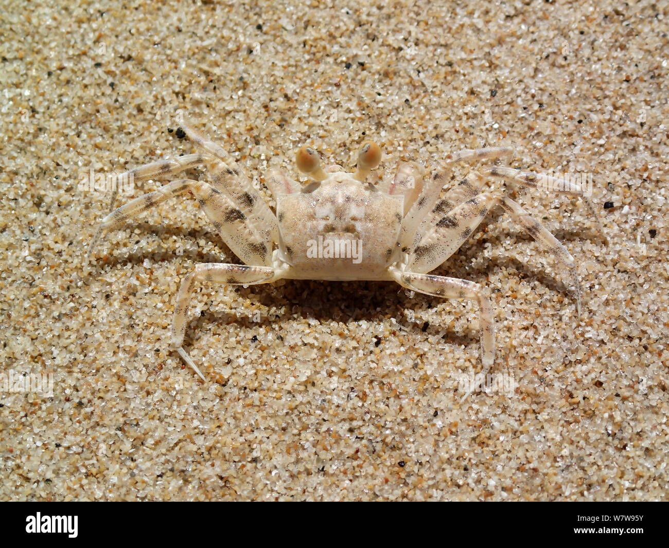 Camouflage of ghost crab on sand Stock Photo