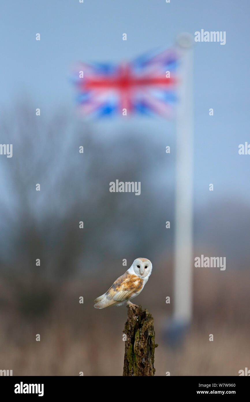 Barn Owl (Tyto alba) in front of union jack flag, UK, March. Stock Photo