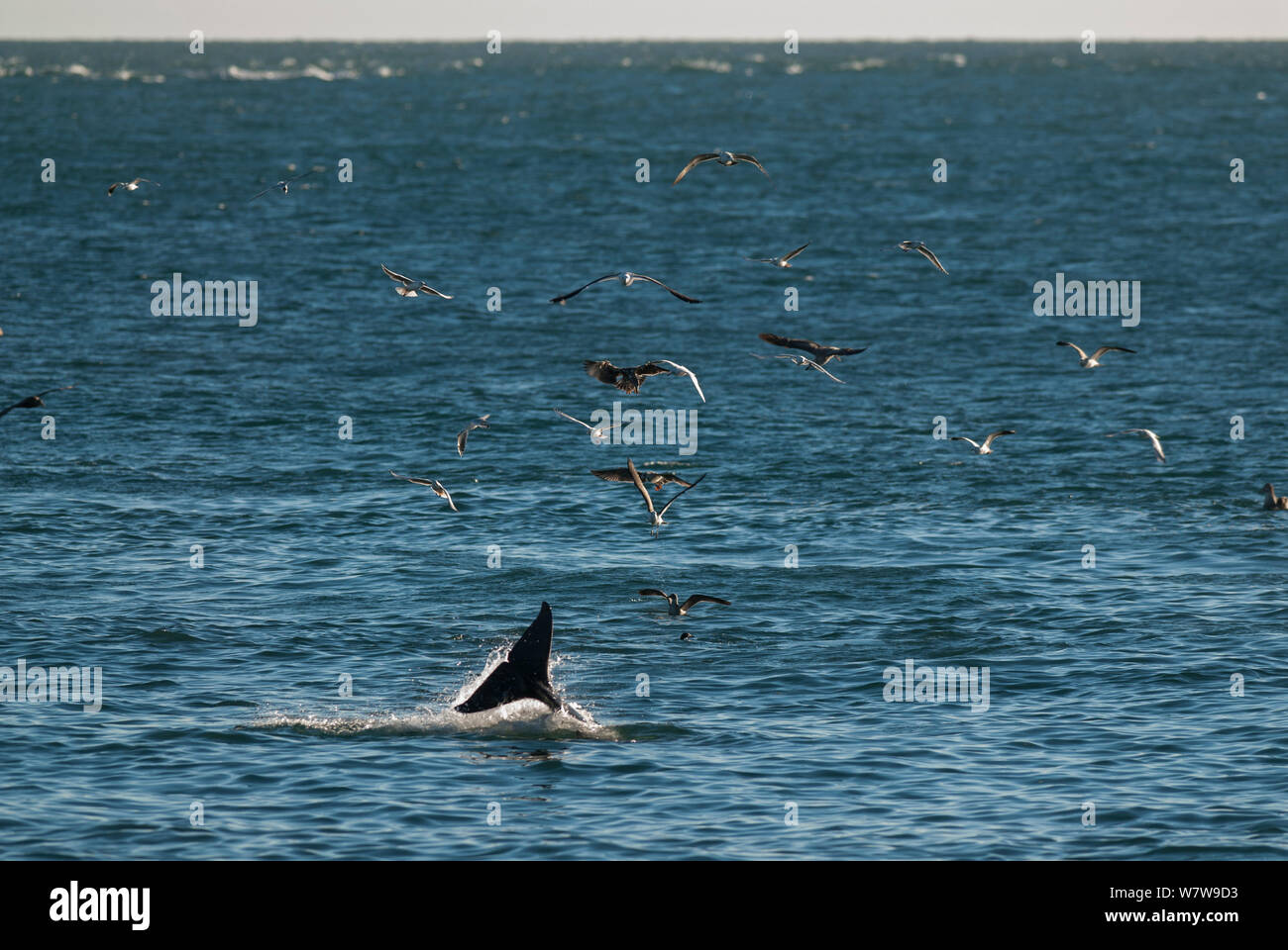 Orca (Orcinus orca) hunting, Punta Norte Provincial Reserve, Peninsula Valdez, Chubut, Patagonia Argentina Stock Photo