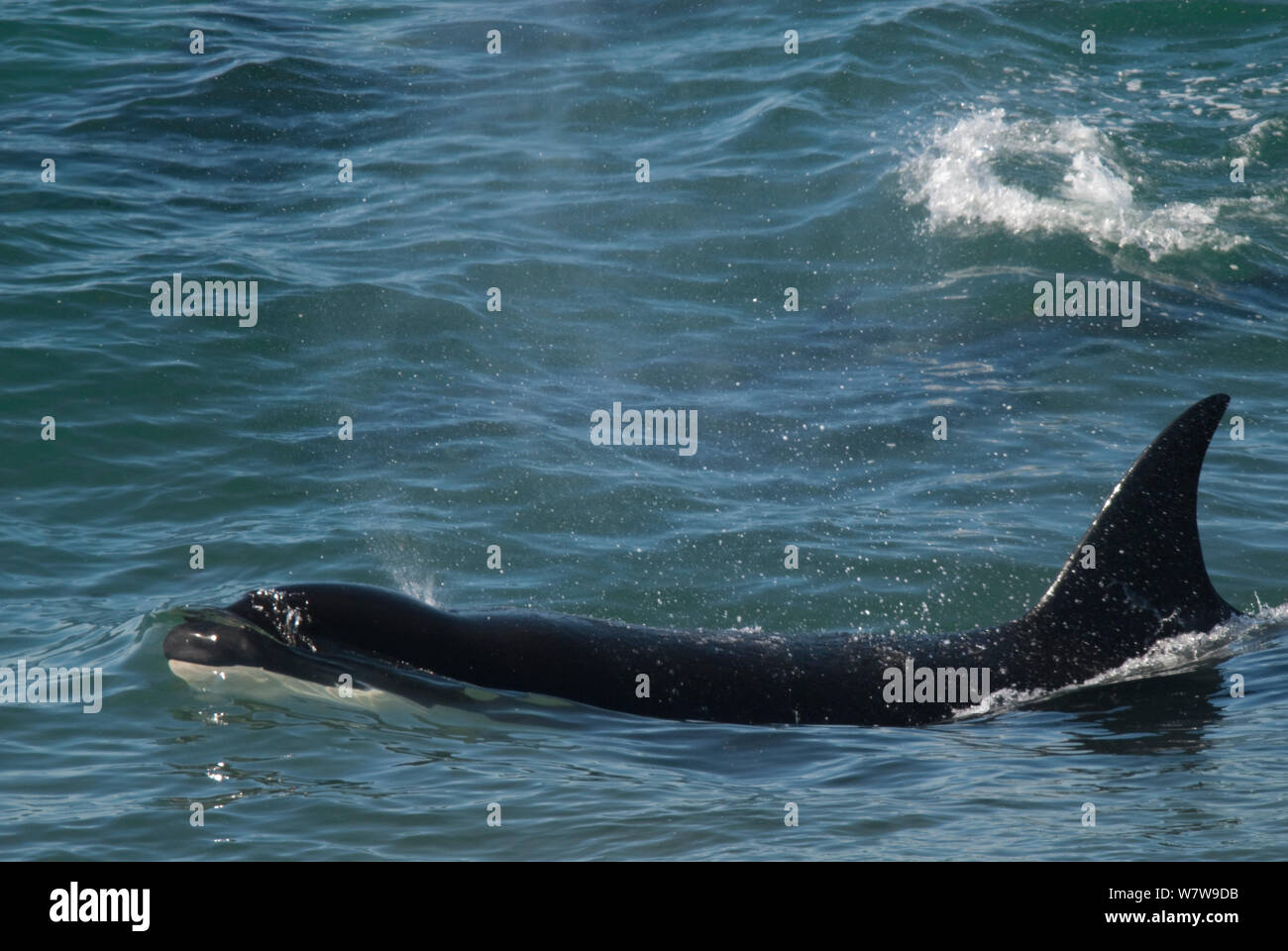 Orca (Orcinus orca) hunting, Peninsula Valdez, Patagonia Argentina Stock Photo