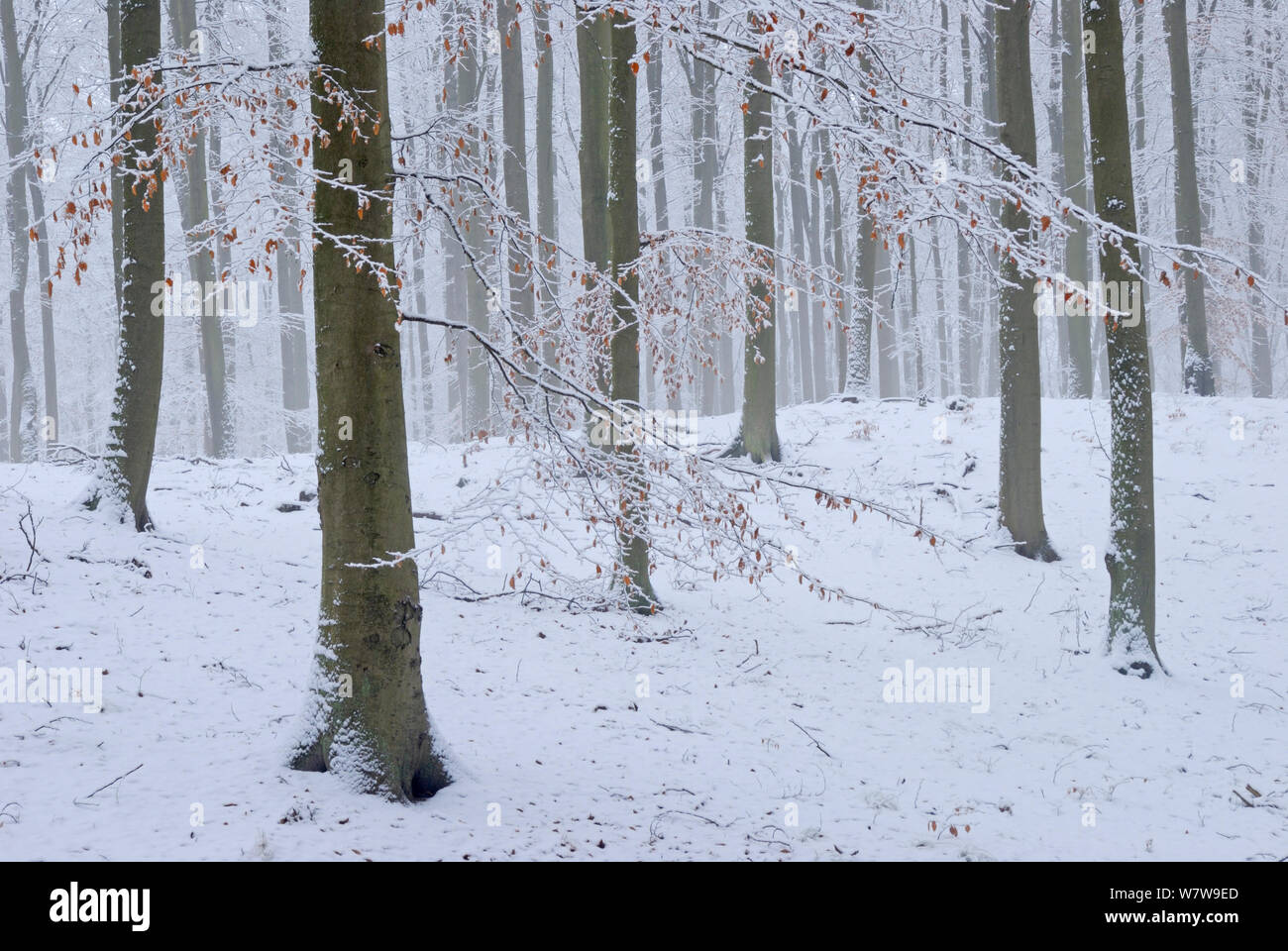 European beech (Fagus sylvatica) trees with final autumn leaves covered in snow. Near Neubrandenburg, Germany, January. Stock Photo